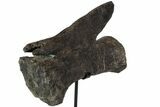 Dinosaur (Diplodocus) Caudal Vertebrae - Metal Stand #77919-5
